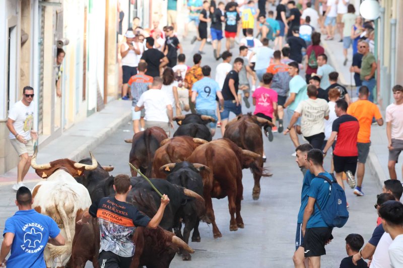 Els Coves s’enduu tots els premis del Concurs de Ramaderies de les Festes de Pedreguer Els Coves s’enduu tots els premis del Concurs de Ramaderies de les Festes de Pedreguer